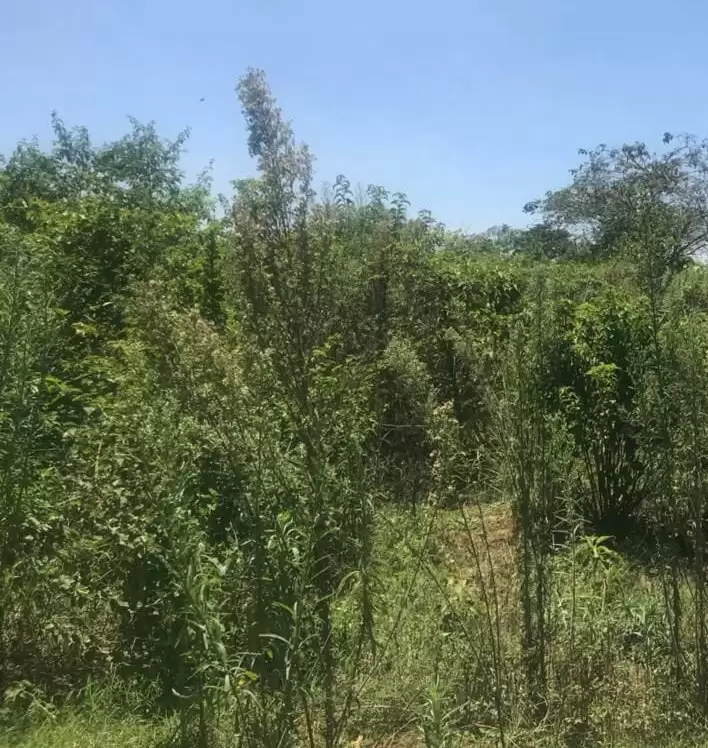 Ruiru Kimbo Land 1 acre for sale Image