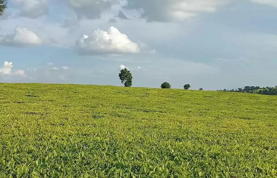 Tea estate farm Land for sale in Tigoni Limuru Image