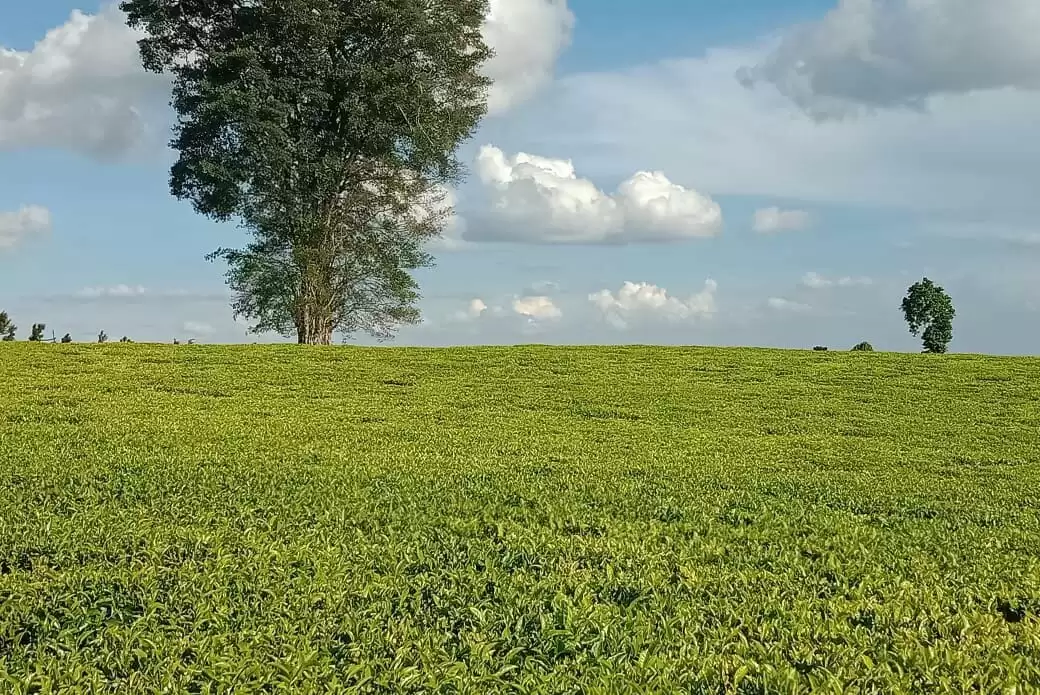 Tea estate farm Land for sale in Tigoni Limuru Image