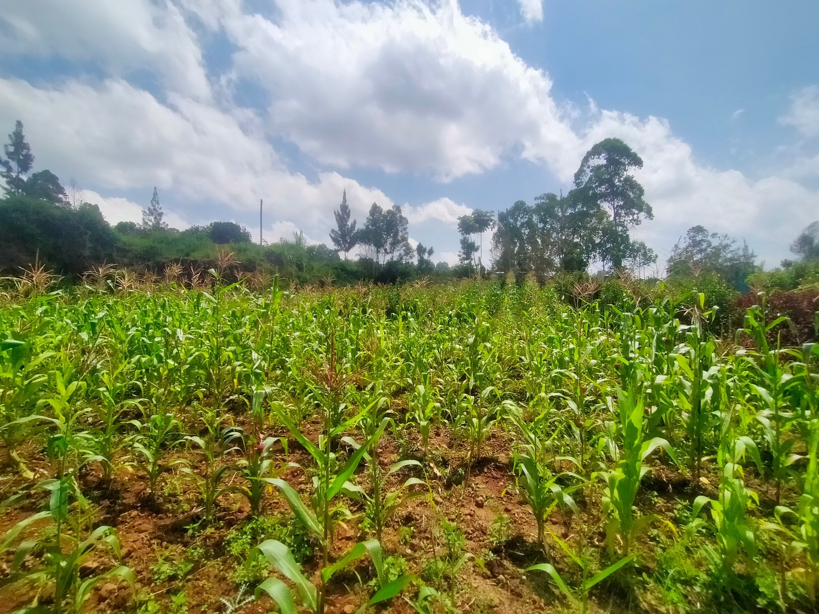 Most Affordable ⅛ Acre Plot For Sale in Kerarapon Drive