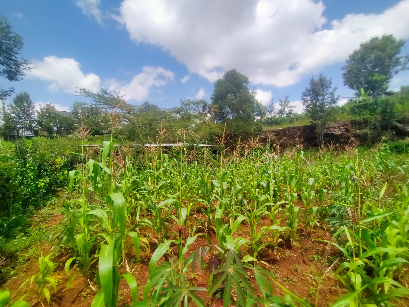 Most Affordable ⅛ Acre Plot For Sale in Kerarapon Drive Image