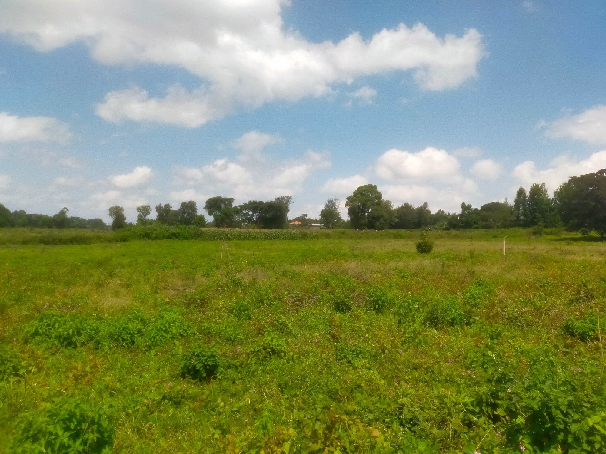 Most Affordable ⅛ Acre Plot For Sale in Kerarapon