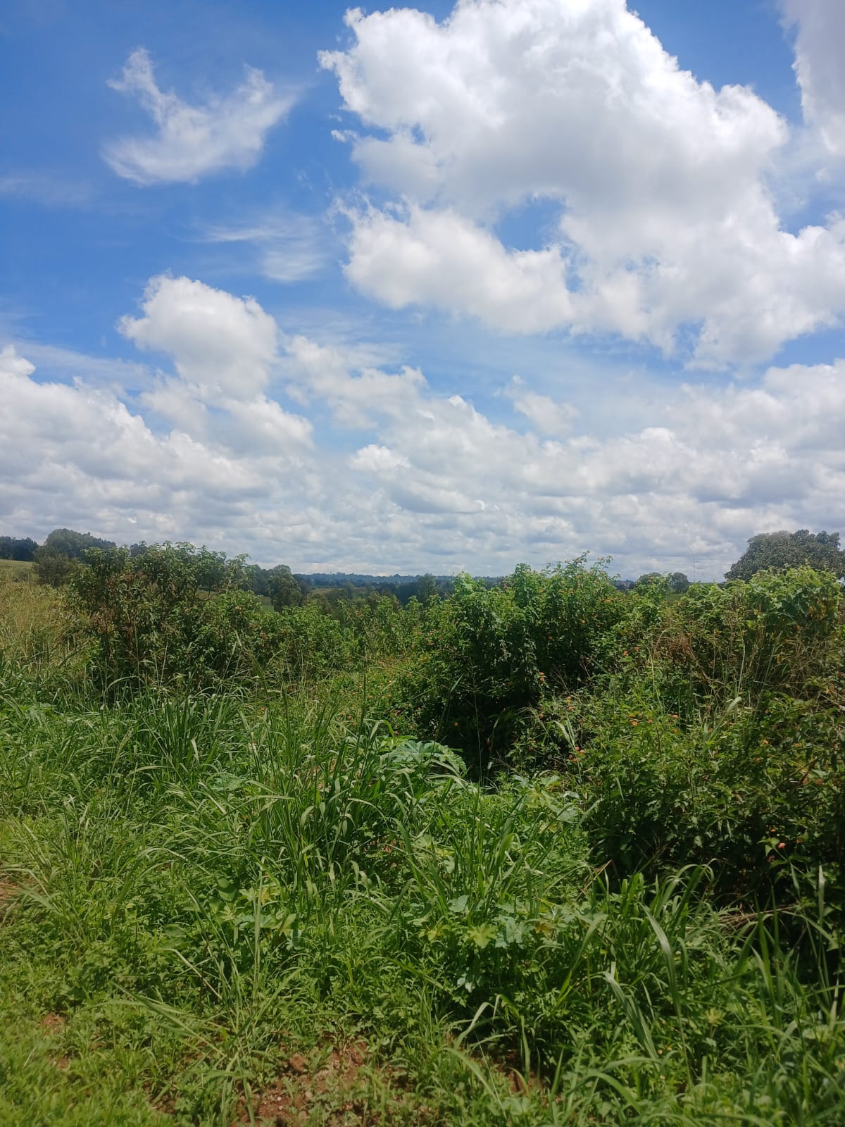 Plot For Sale in Maragua Murang'a.