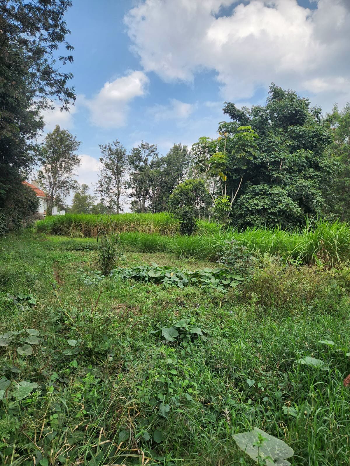 Prime 1 Acre Land for Sale – Bogani, Karen