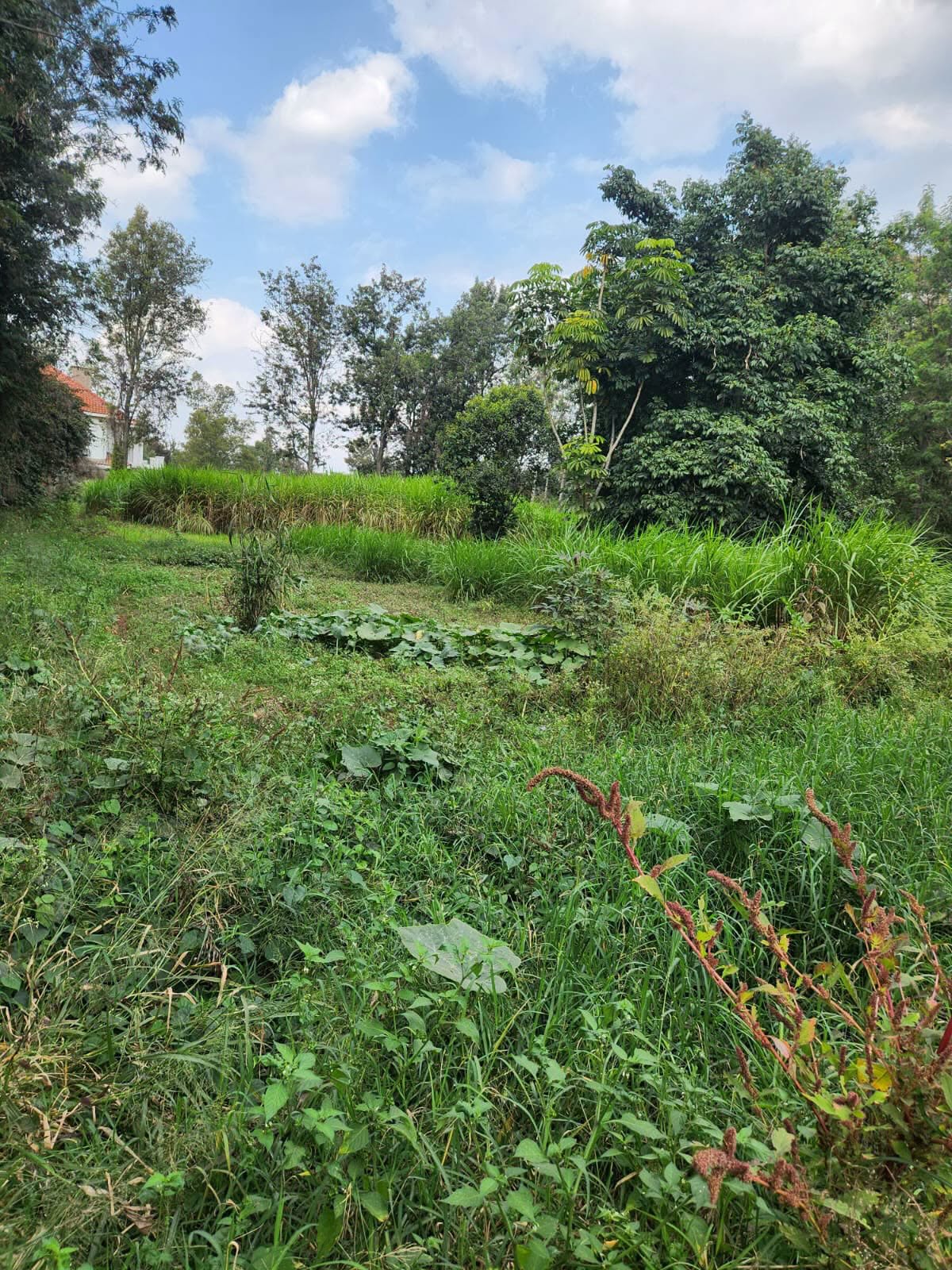 Prime 1 Acre Land for Sale – Bogani, Karen Image