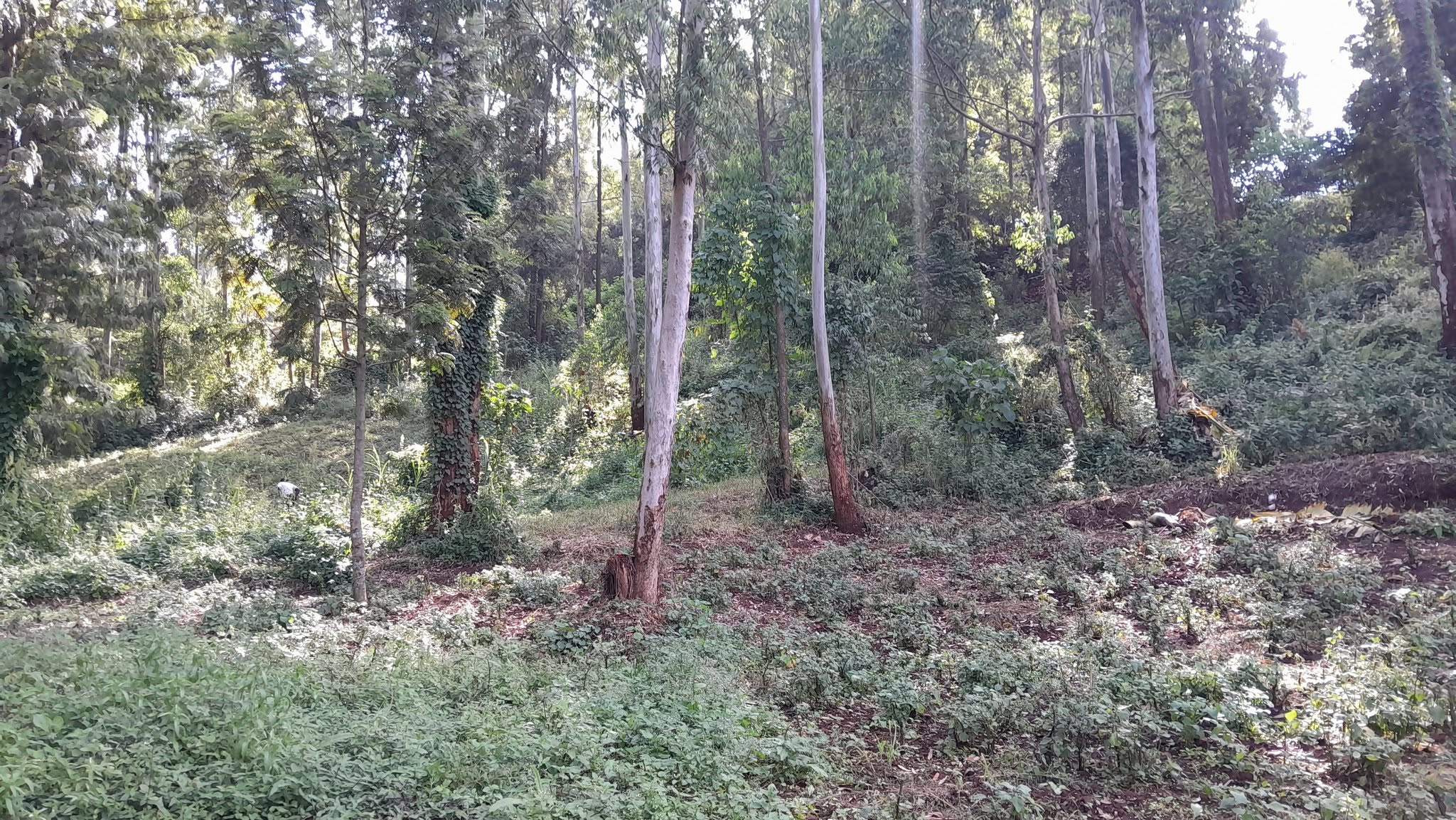 PRIME 1 ACRE LAND FOR SALE IN KAHARA, NGONG Image