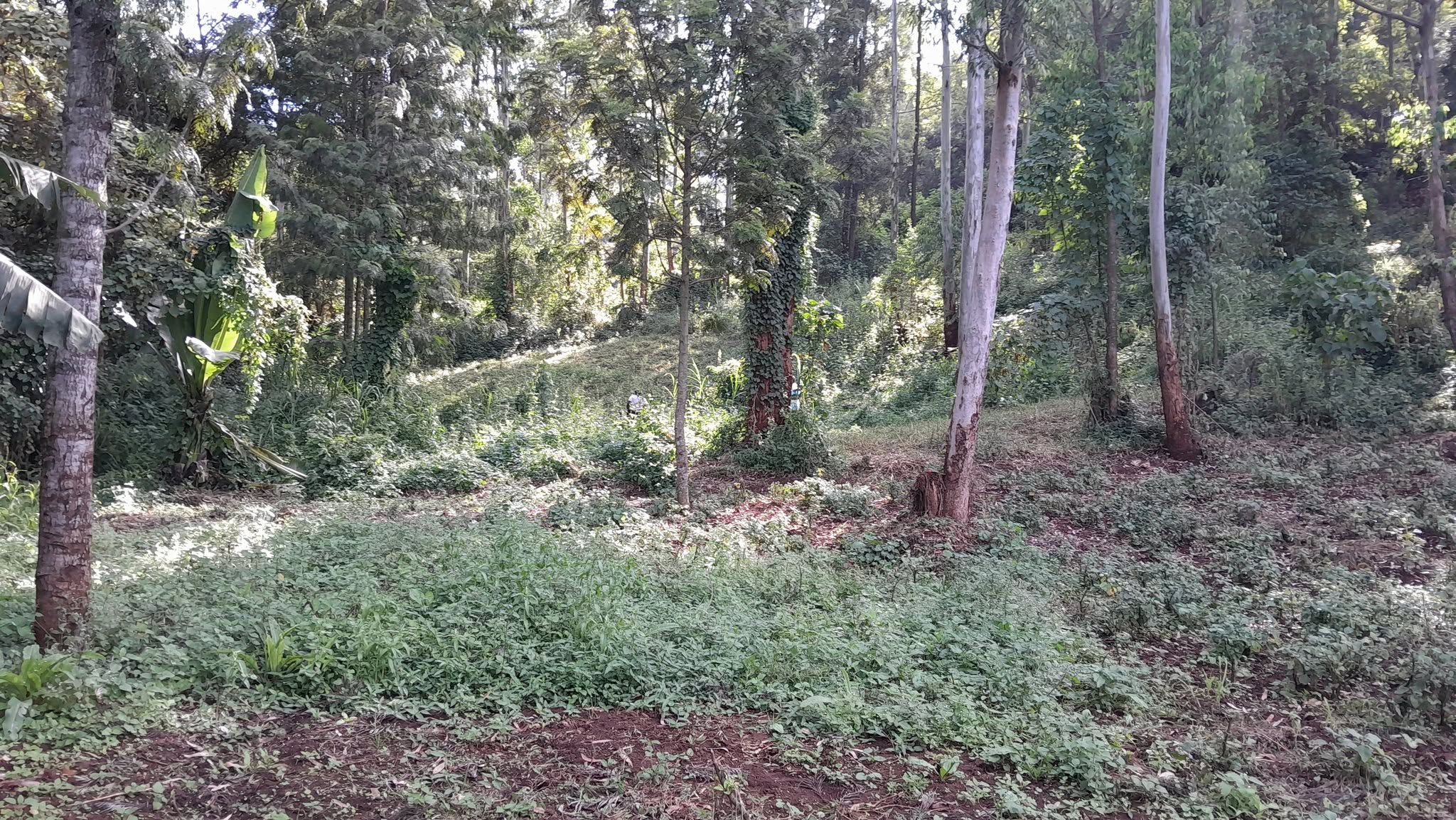 PRIME 1 ACRE LAND FOR SALE IN KAHARA, NGONG