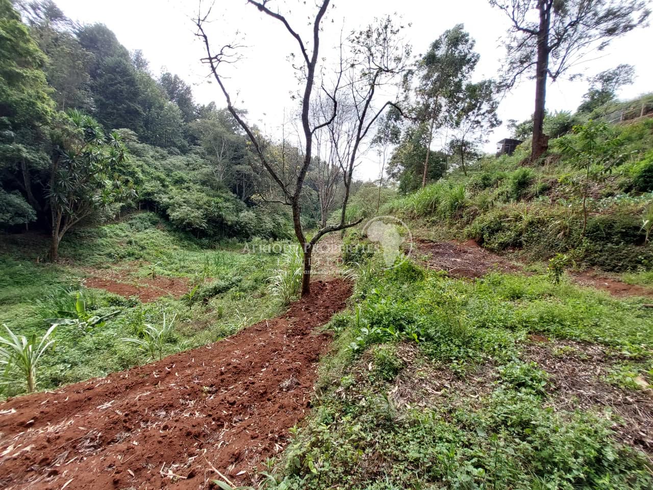 prime 1 acre land for sale in tigoni Image