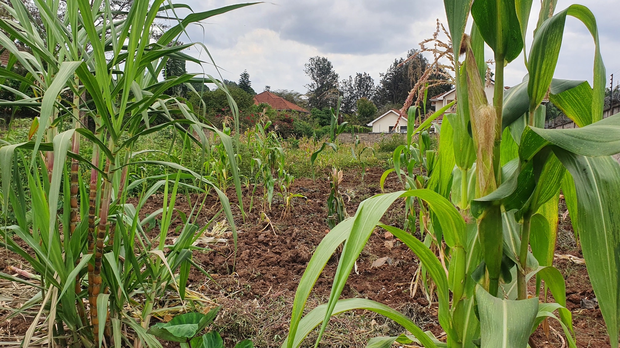 Prime 1.1 Acre Plot For Sale In Old Runda