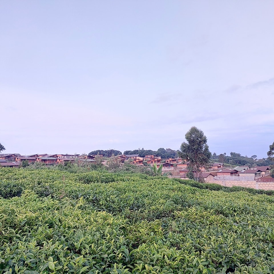 Prime 1/2 Acre and 1 Acre Residential Plots for Sale in Riara Ridge Tigoni