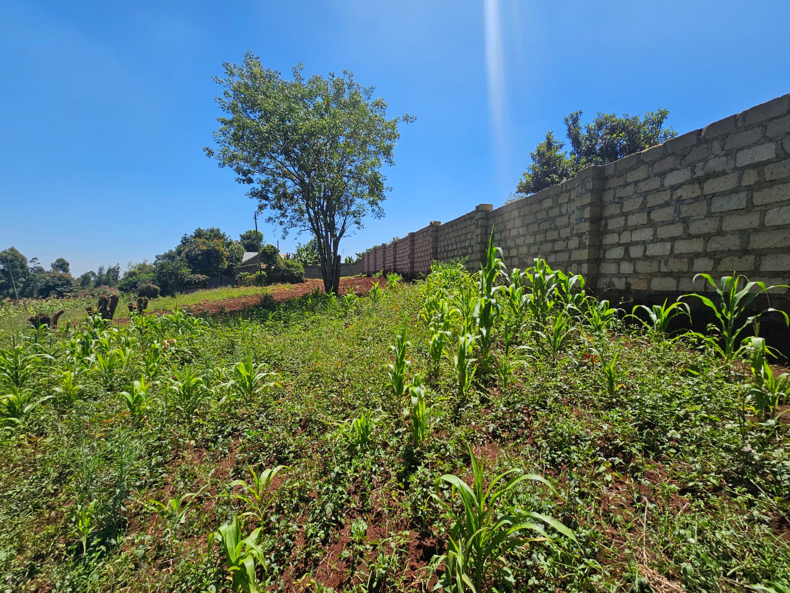 Prime 1/4 acre For Sale in Kinoo Image