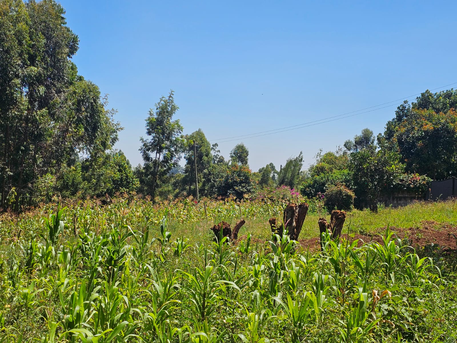 Prime 1/4 acre For Sale in Kinoo
