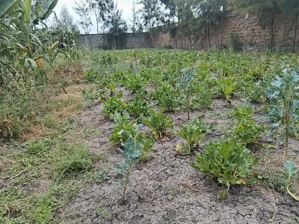 Prime 1/4 Acre Plot For Sale in Syokimau