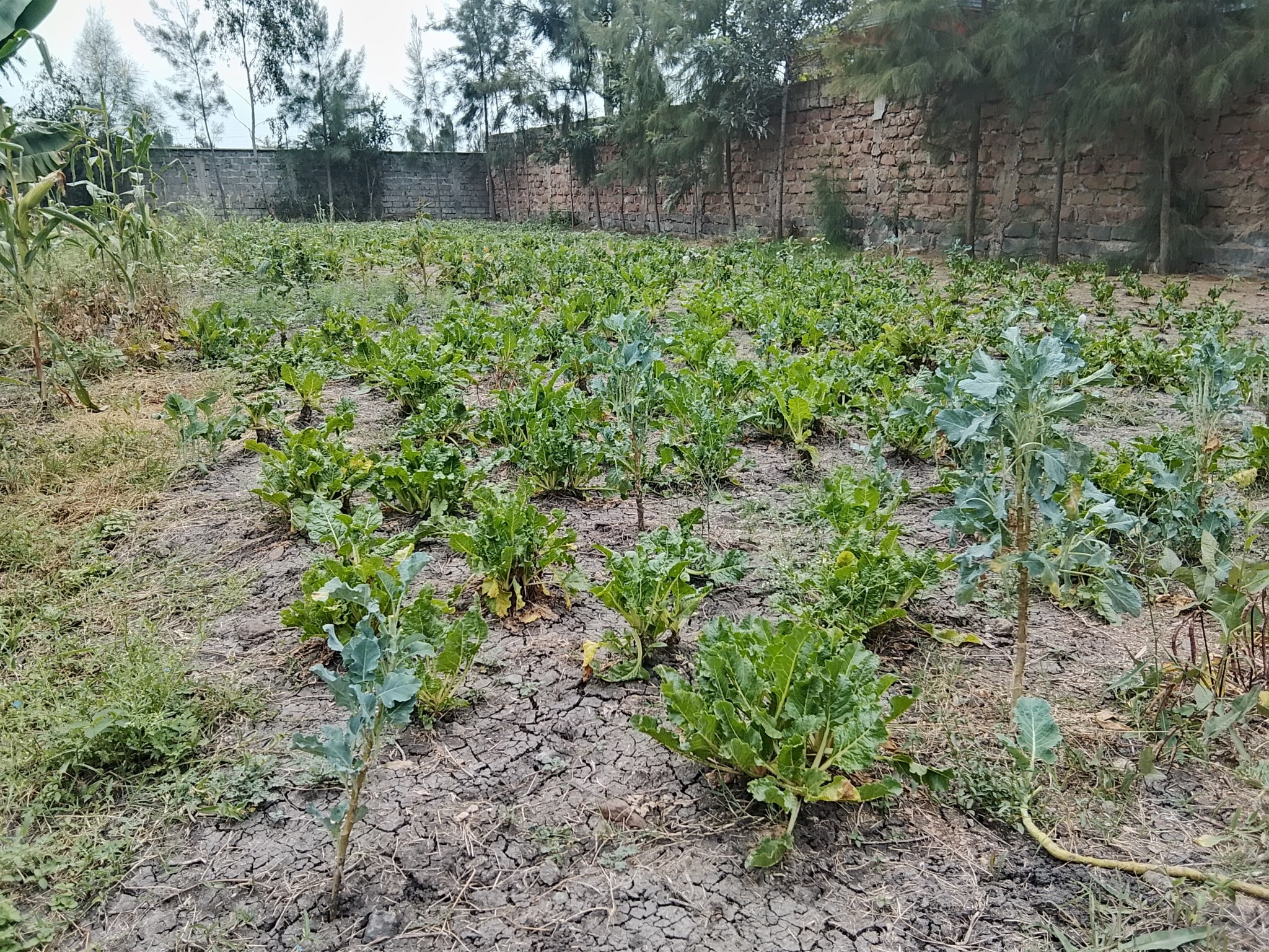 Prime 1/4 Acre Plot For Sale in Syokimau Image