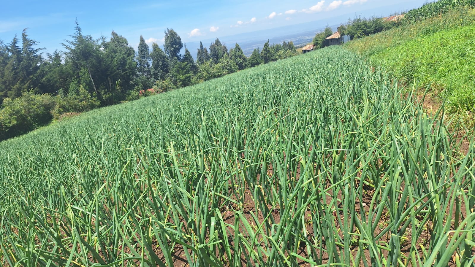 prime 2 acre land for sale in Kipipri Image