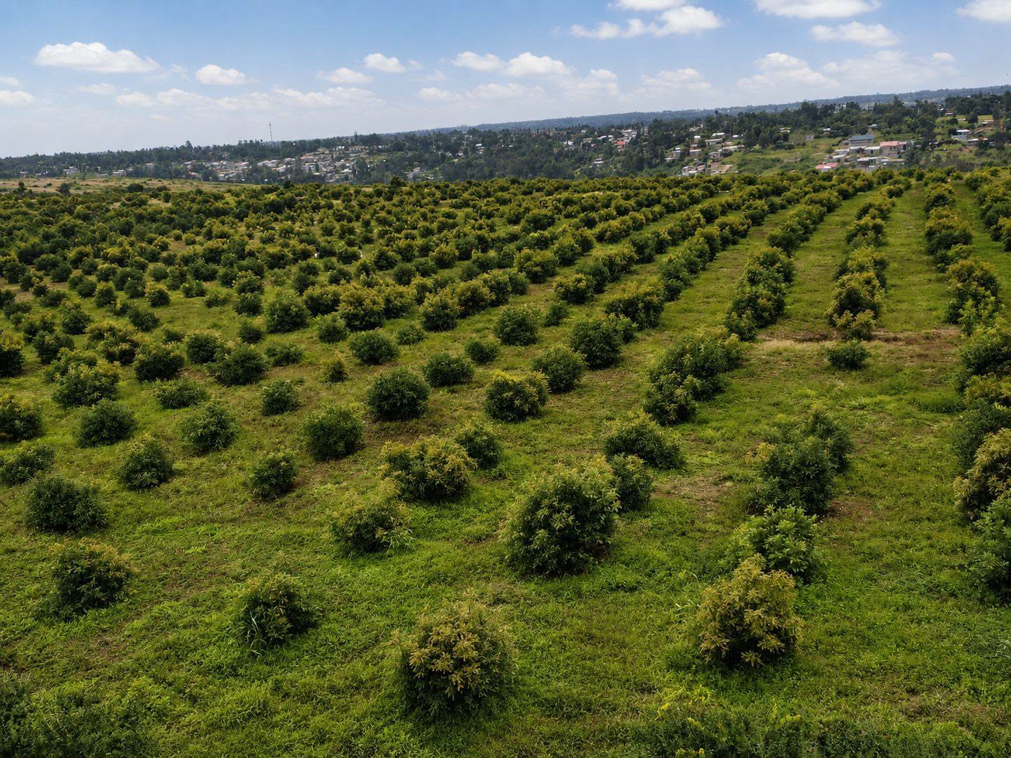 prime 200 acre avocado firm for sale in makuyu, makuyu