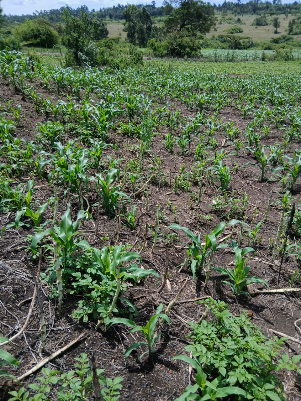 Prime 3 acre land for sale in Karen, Miotoni Image