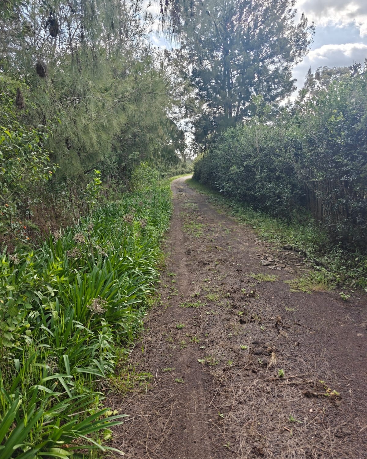 Prime 5 Acres For Sale in Karen Image
