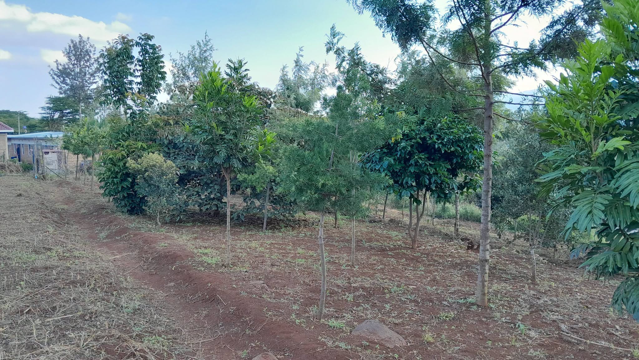 prime 5 acres land for sale in matasia, ngong