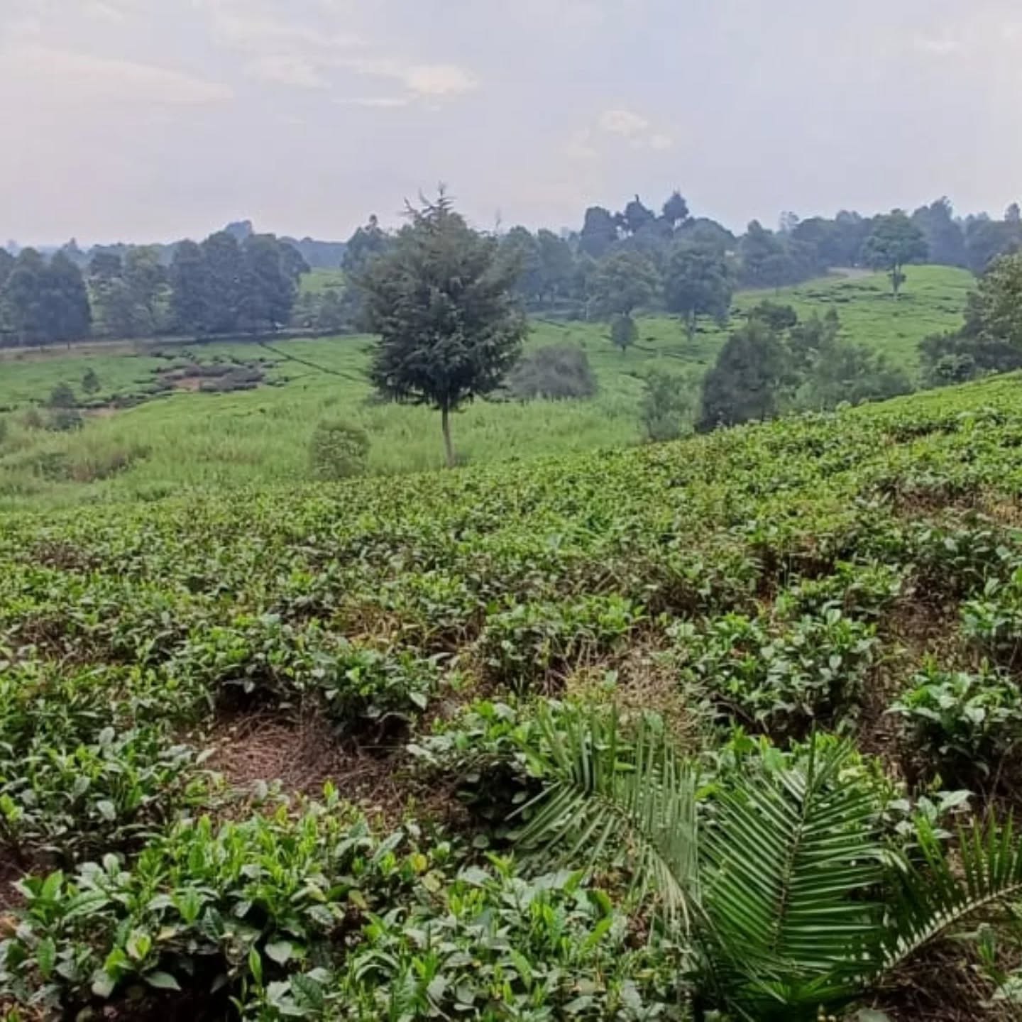 Prime 5 Acres Land for Sale – Tigoni Estate Image