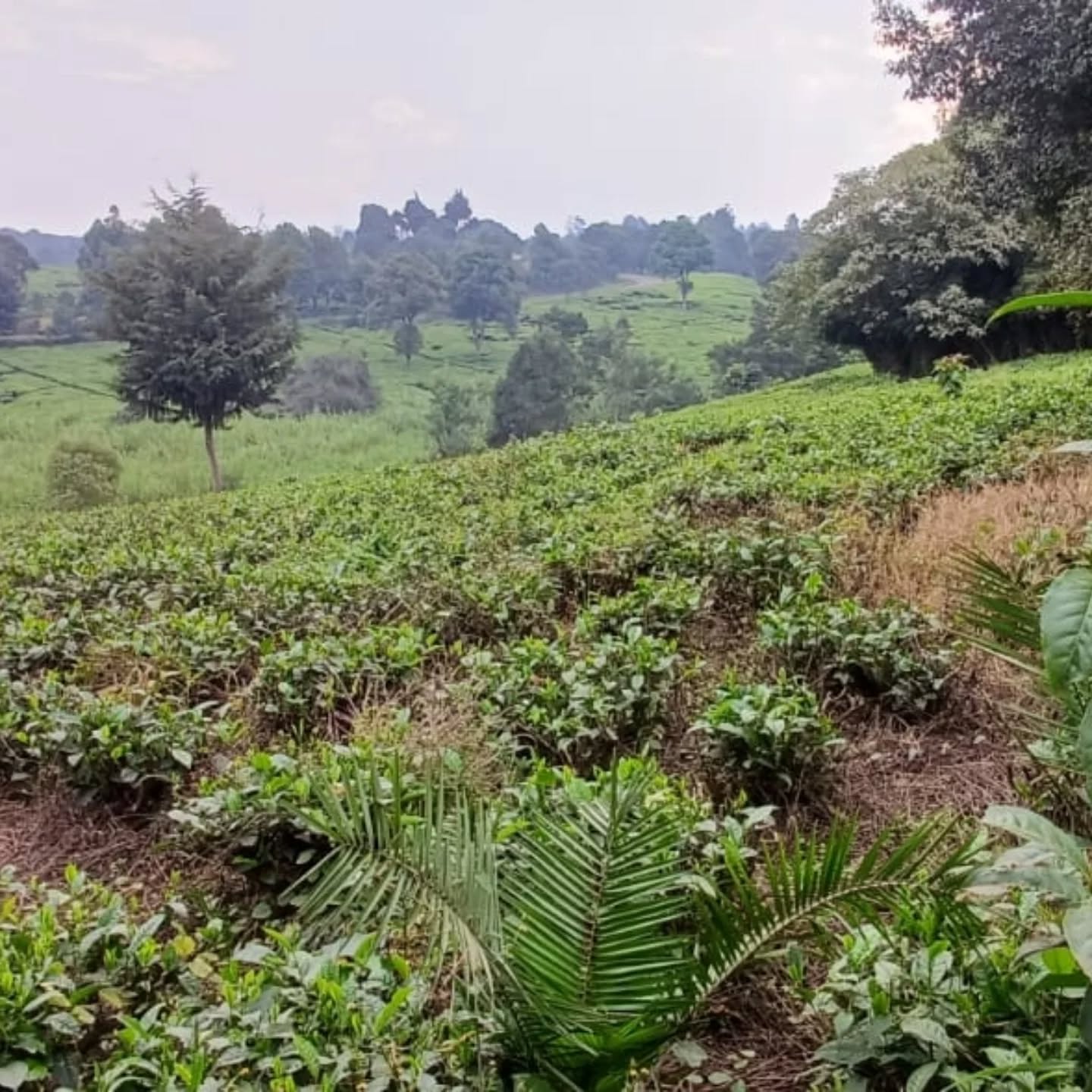 Prime 5 Acres Land for Sale – Tigoni Estate Image