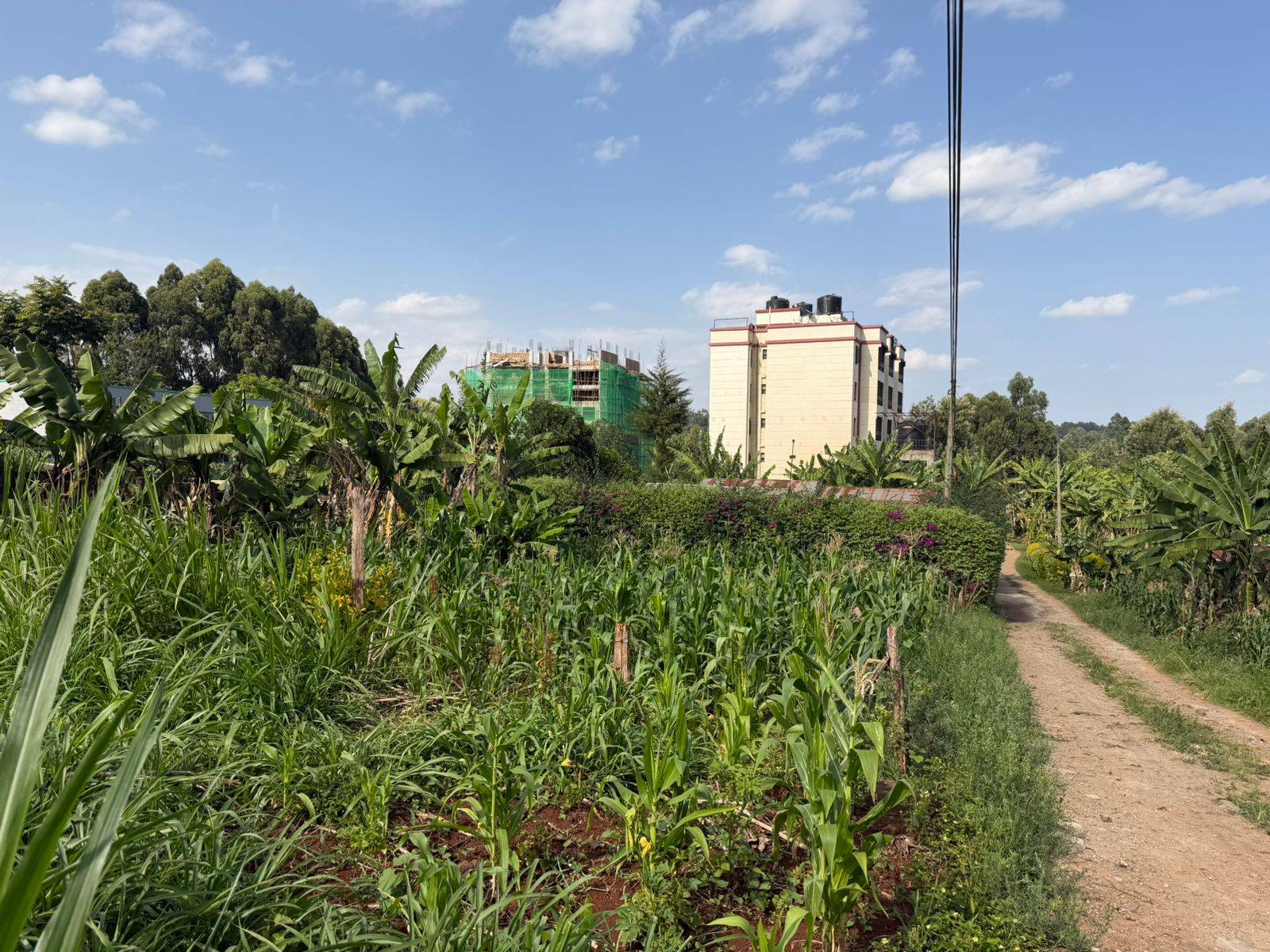 Prime 50×100 Plot for Sale in Ruaka Town