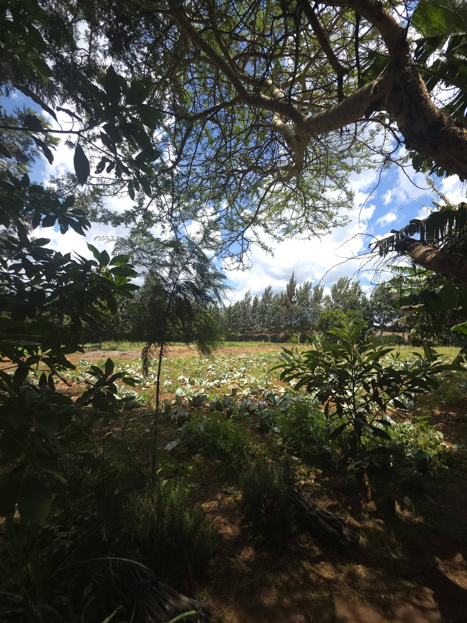 Prime 50x100 Plot for Sale – Ngong Kimuka Image