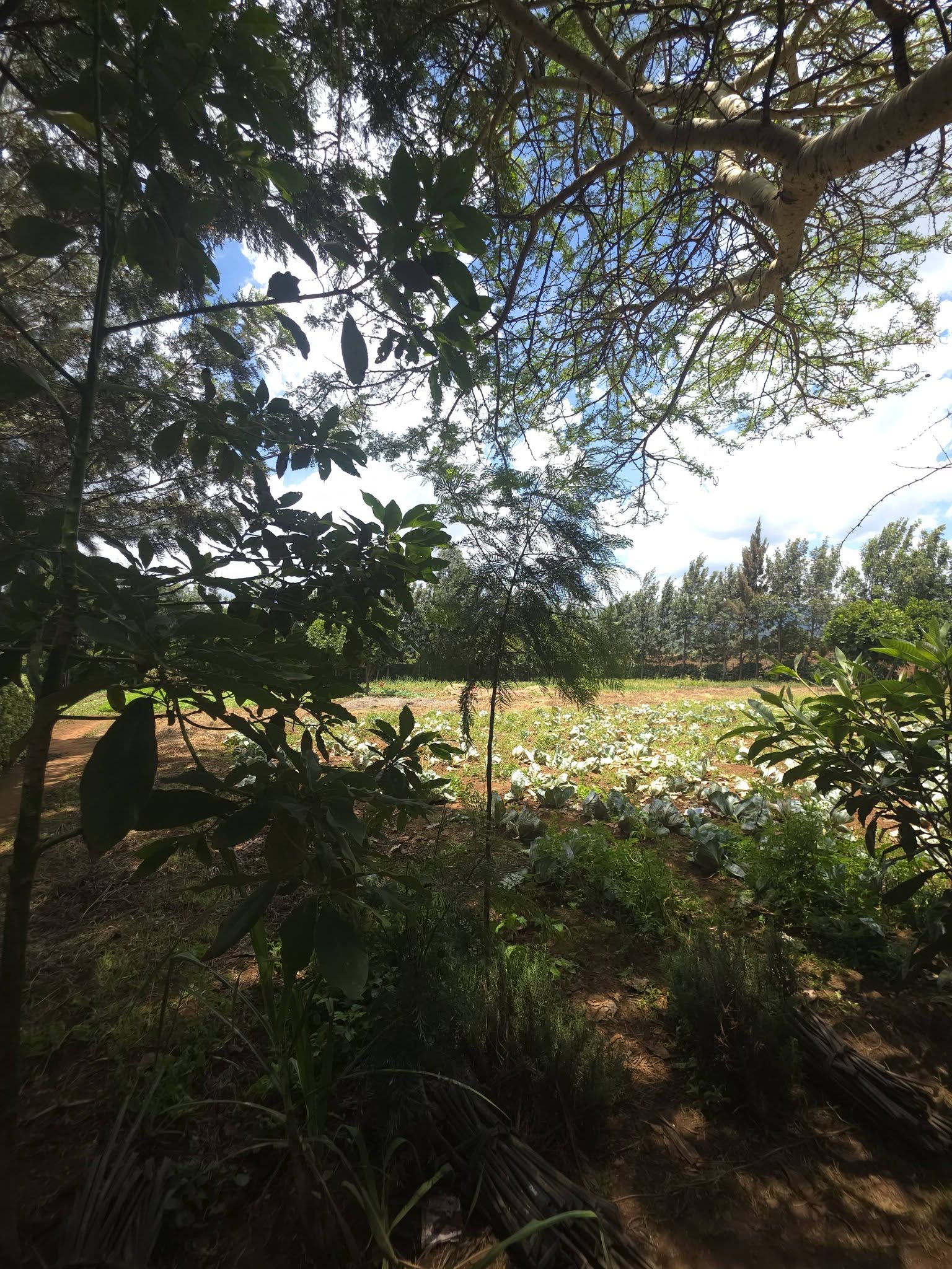 Prime 50x100 Plot for Sale – Ngong Kimuka