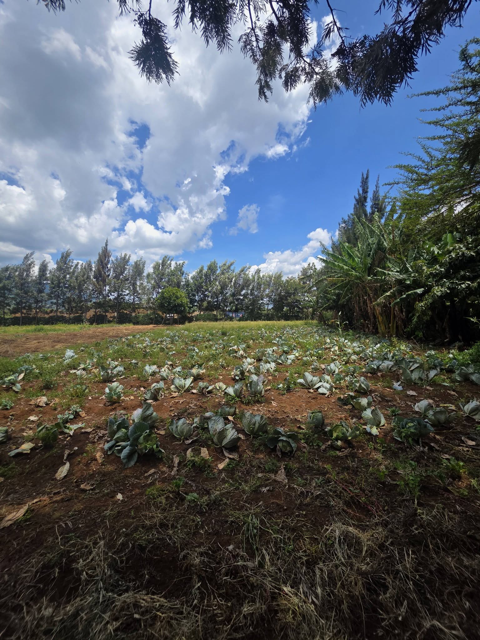 Prime 50x100 Plot for Sale – Ngong Kimuka Image