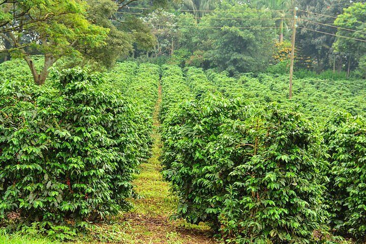 PRIME 92-ACRE COFFEE ESTATE FOR SALE IN RIVER CHANIA