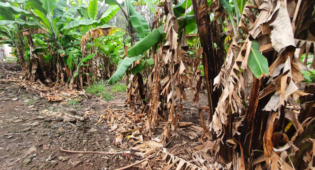 Prime ½ Acre Plot for Sale in Karen Image