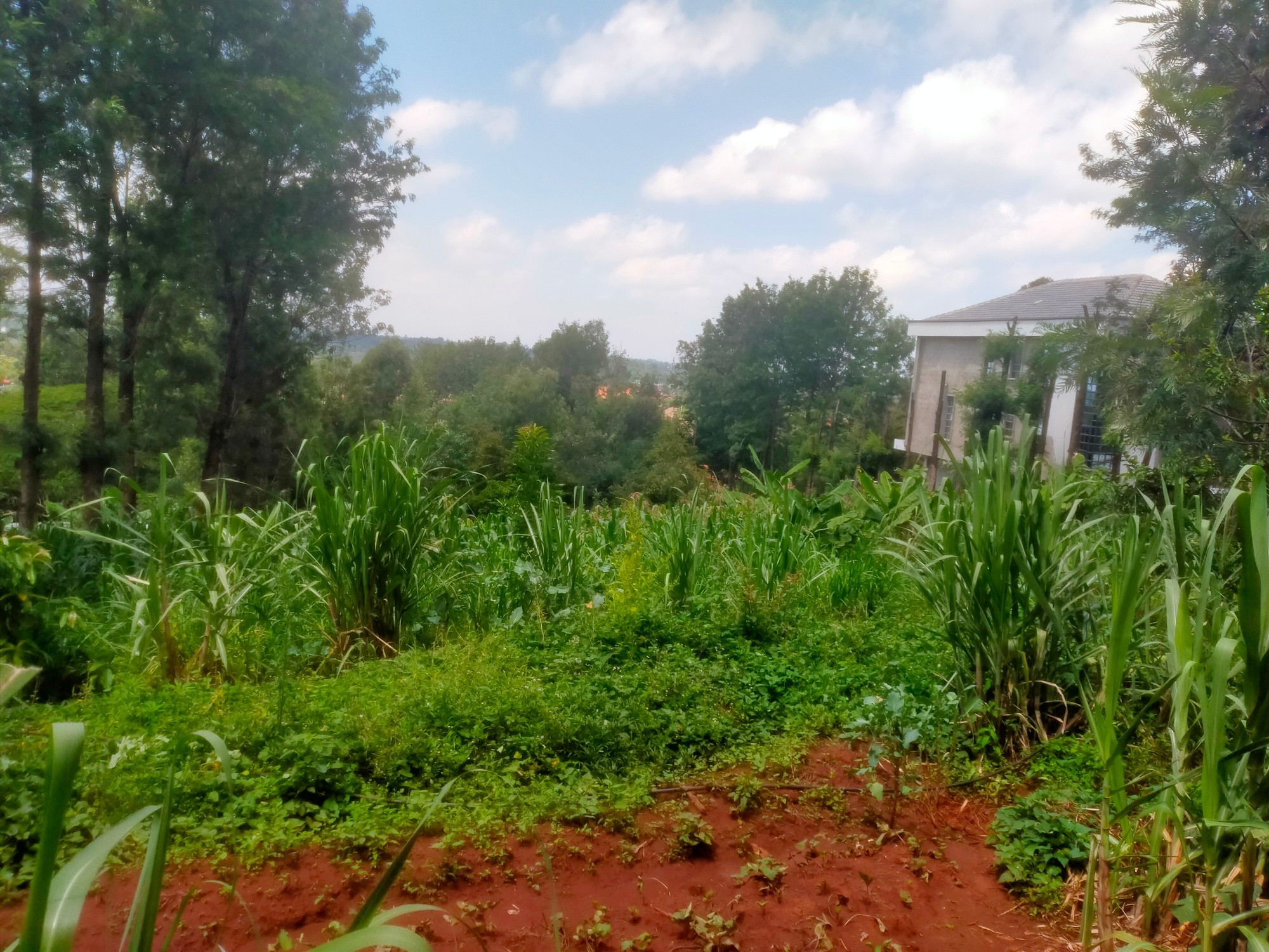 Prime ¼ Acre Plot For Sale in Kerarapon Drive Image