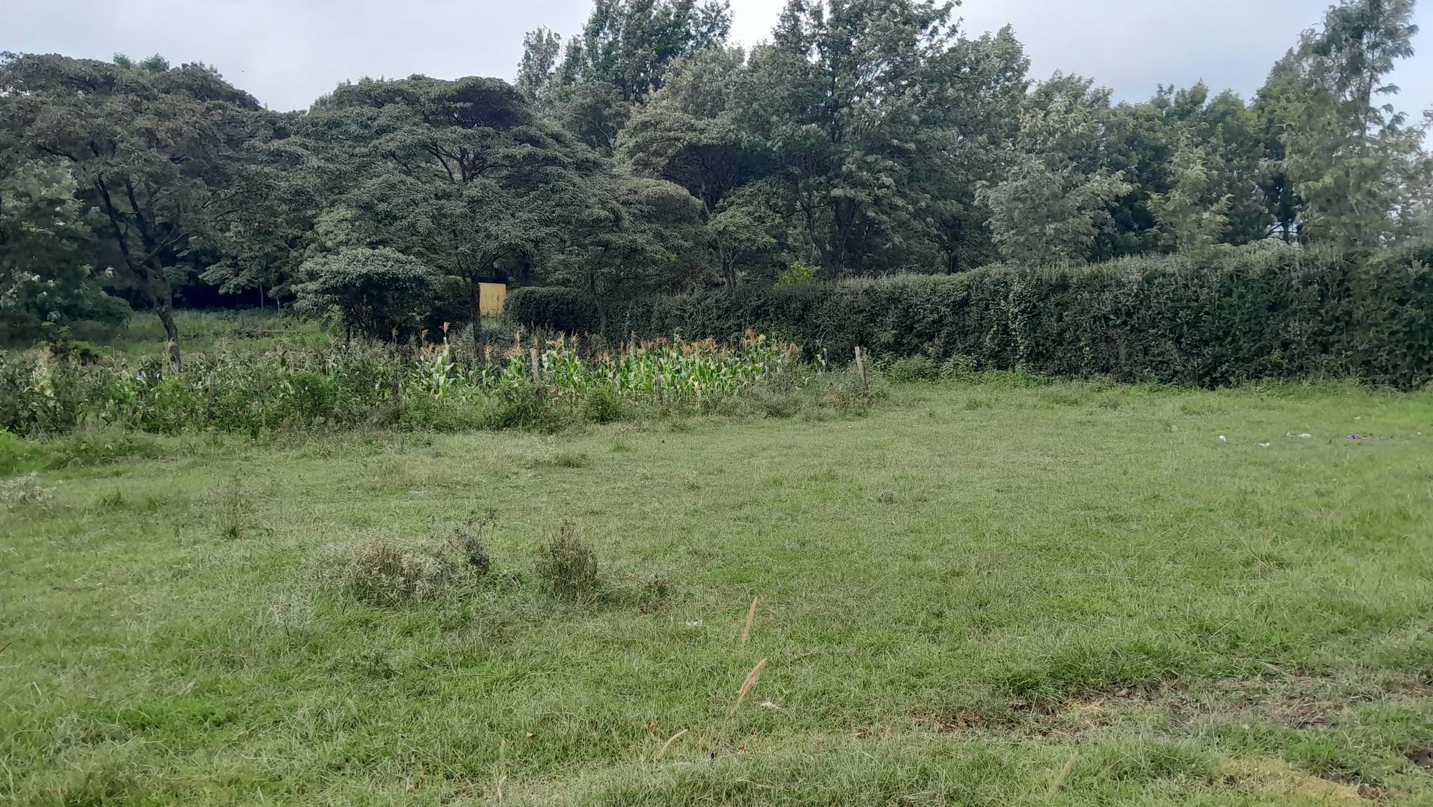 PRIME ¼ ACRE PLOT FOR SALE IN KIBIKO, NGONG Image
