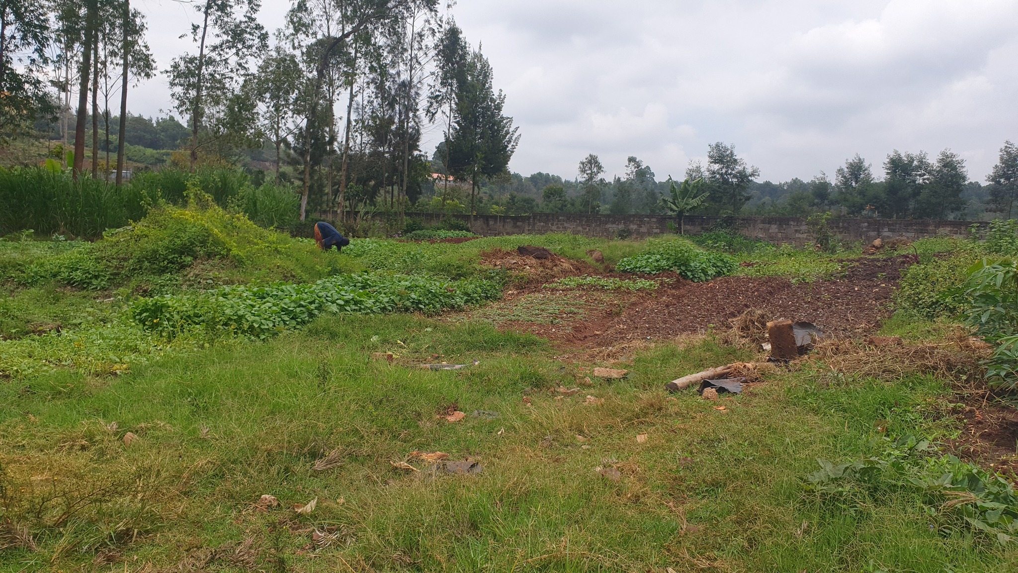 Prime ½-Acre Plot for Sale in Loresho. Image