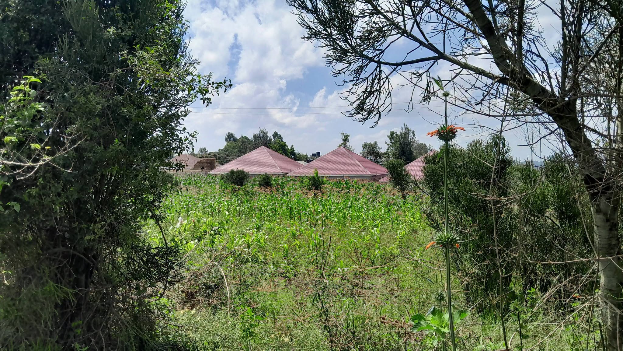 PRIME ¼ ACRE PLOT FOR SALE IN OLKERI, NGONG Image