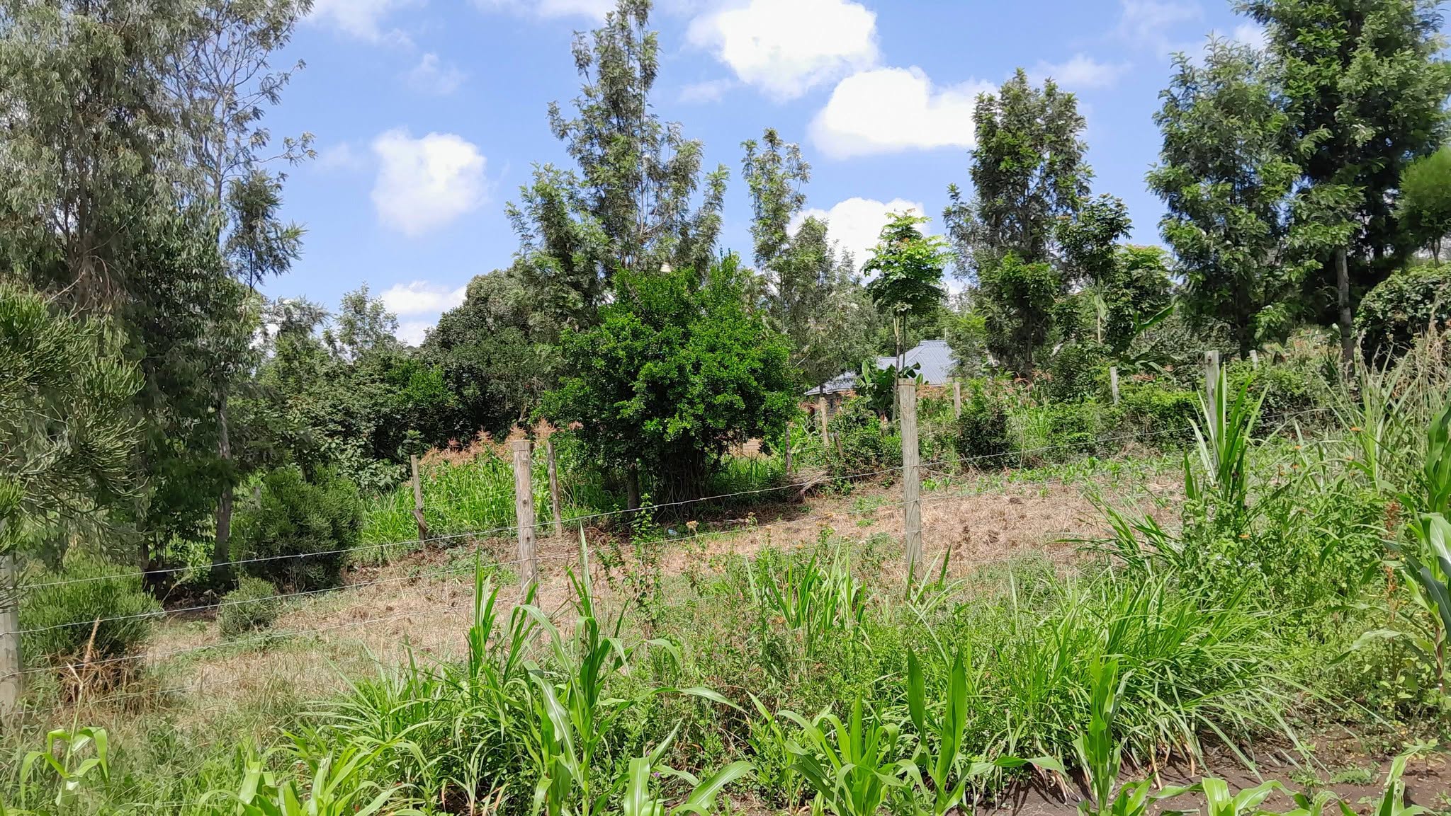 PRIME ¼ ACRE PLOT FOR SALE IN OLKERI, NGONG