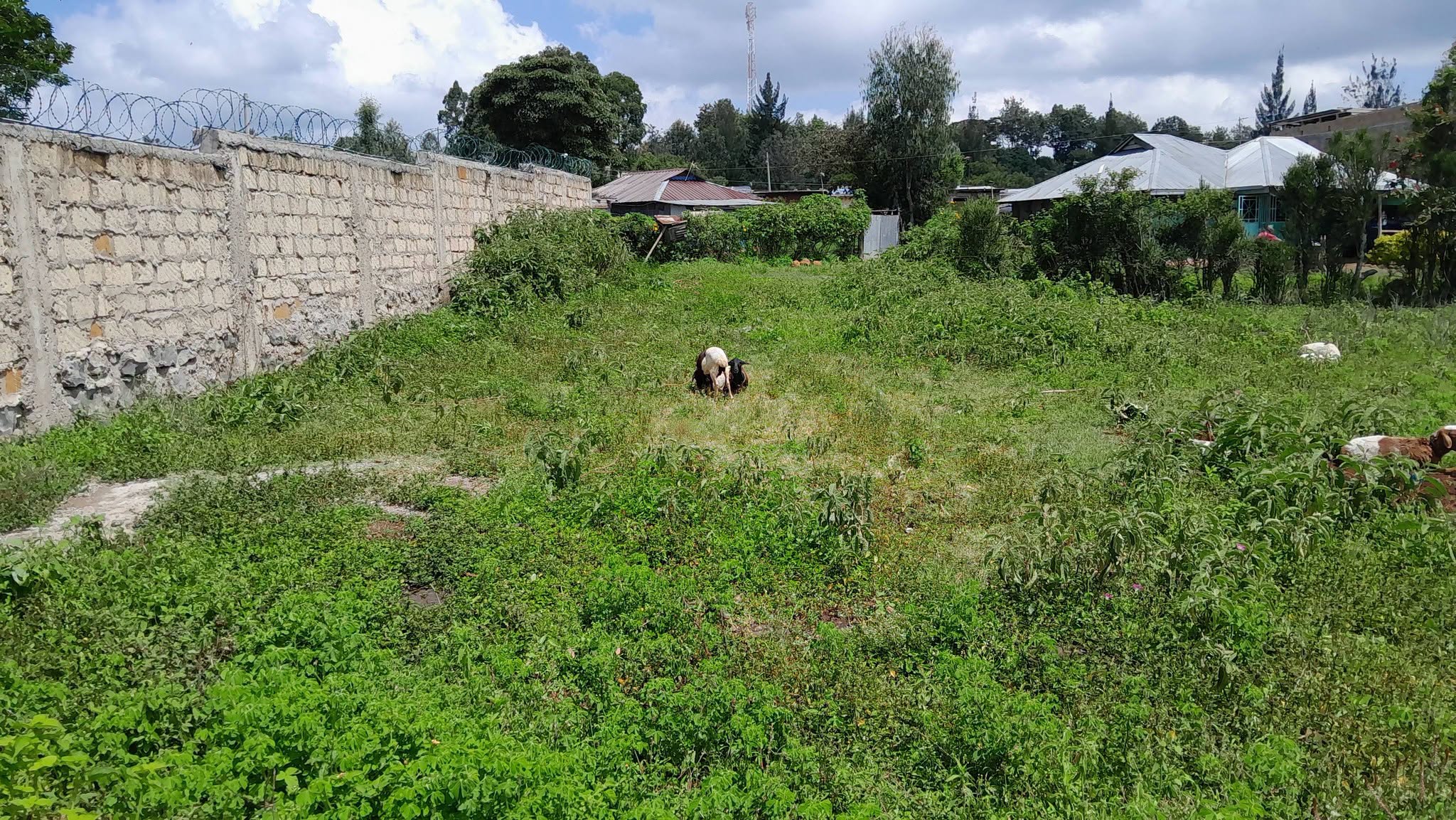 PRIME ⅛ ACRE PLOT FOR SALE IN OLKERI, NGONG