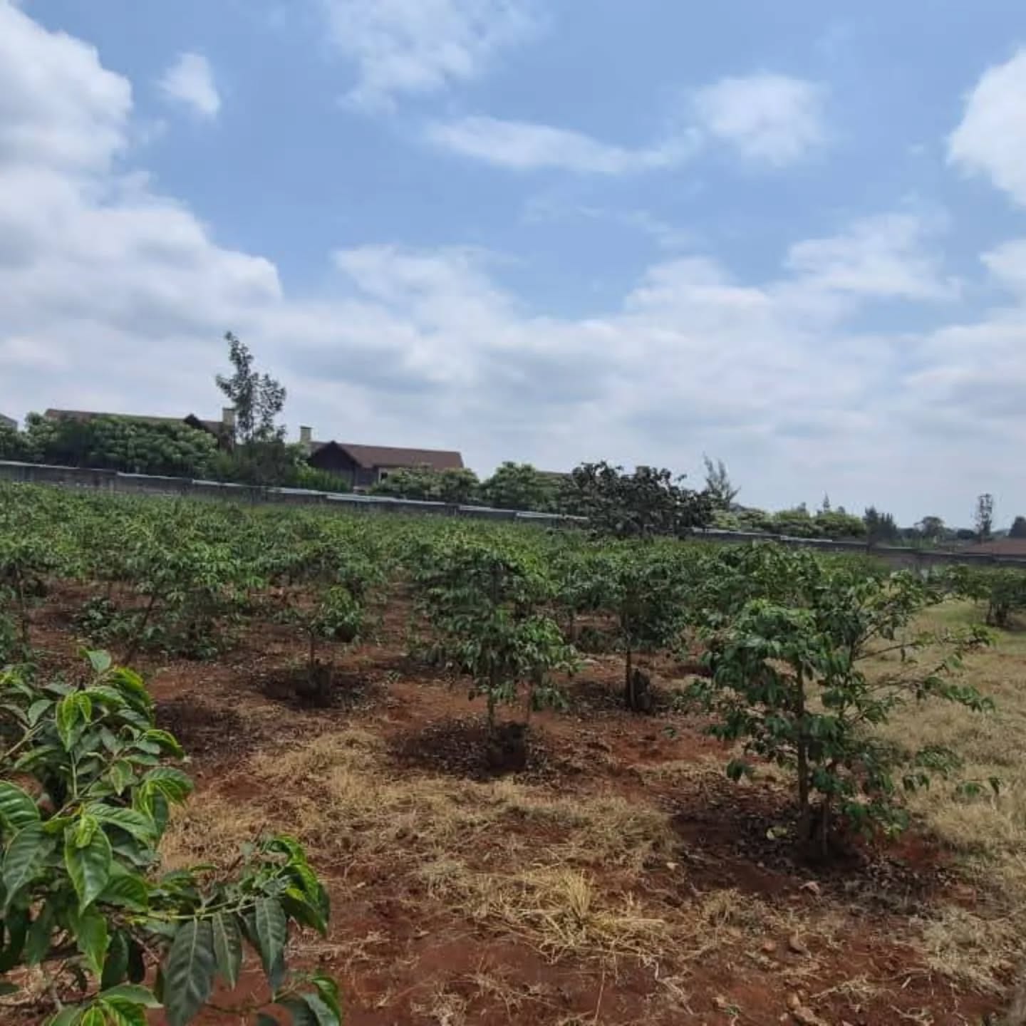 Prime ½ Acre Plot For Sale In Runda Image