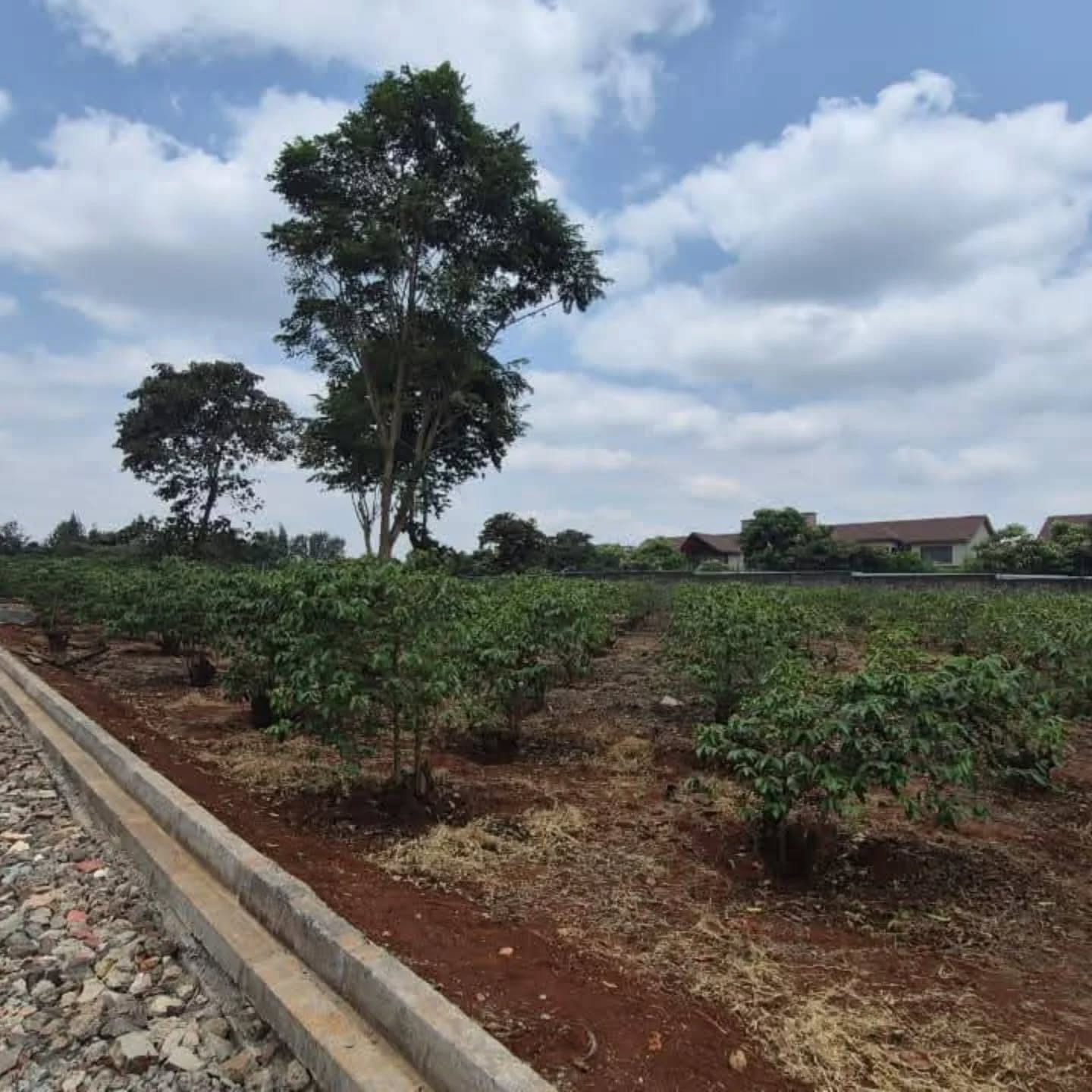 Prime ½ Acre Plot For Sale In Runda Image