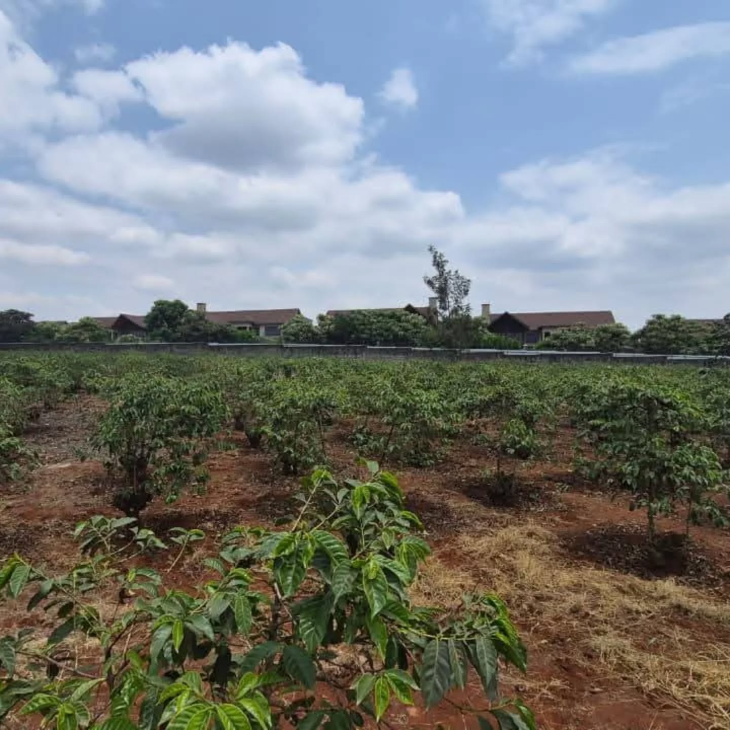 Prime ½ Acre Plot For Sale In Runda