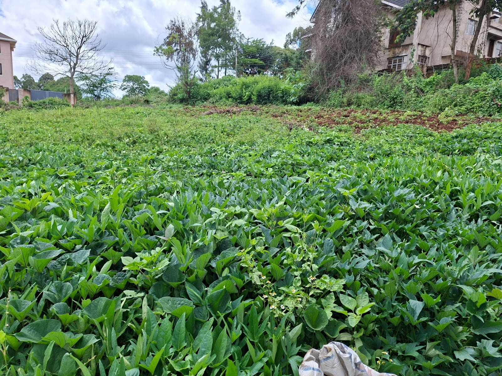 Prime ¼ Acre Plot For Sale in Runda Image