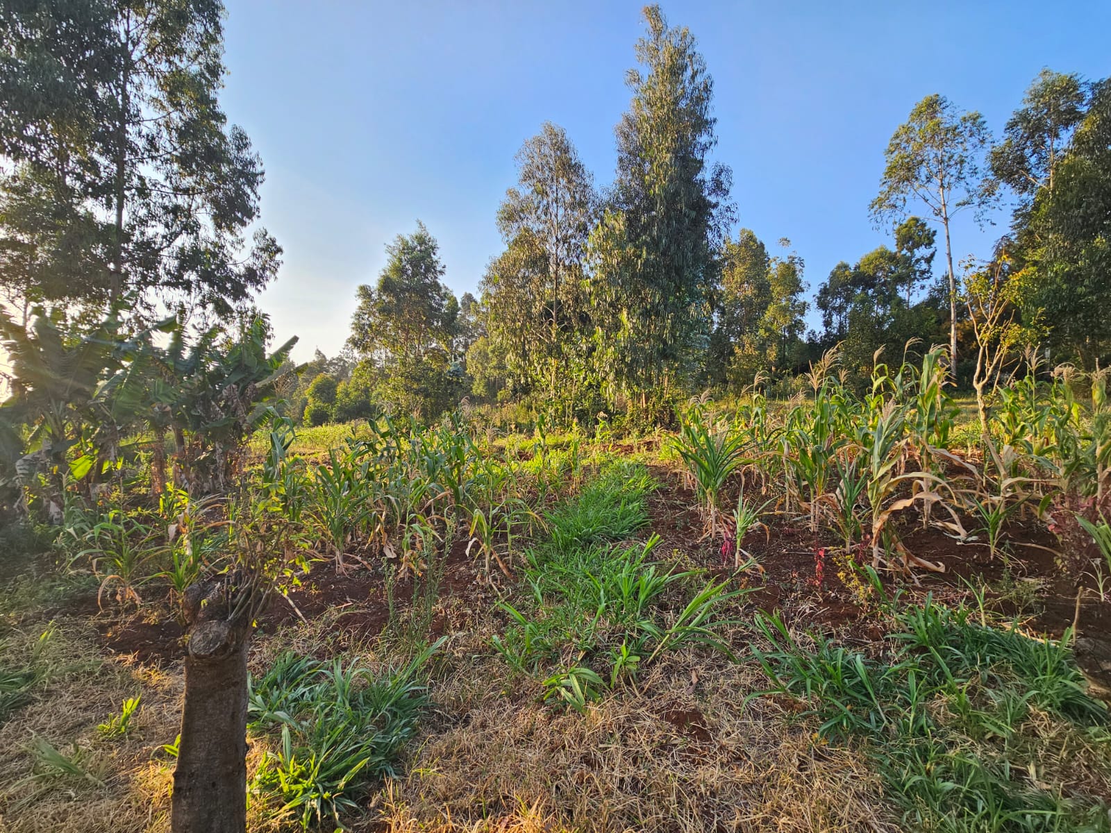 Prime ¼ Acre Plots For Sale in Kikuyu – Mai a Ihii