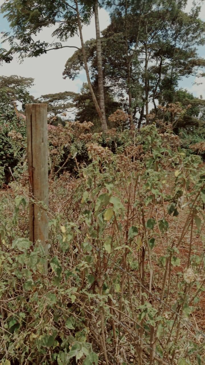 PRIME ¼ ACRE RESIDENTIAL PLOT FOR SALE IN OLOOLUA NGONG Image