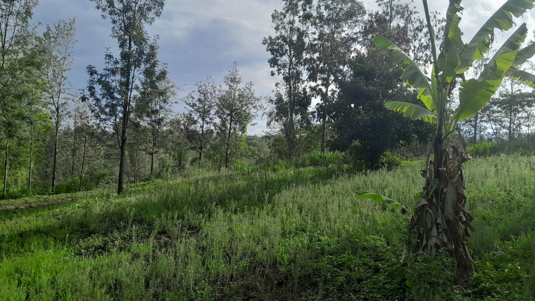 PRIME ¼ ACRE RESIDENTIAL PLOT FOR SALE – MATASIA–NGONG Image