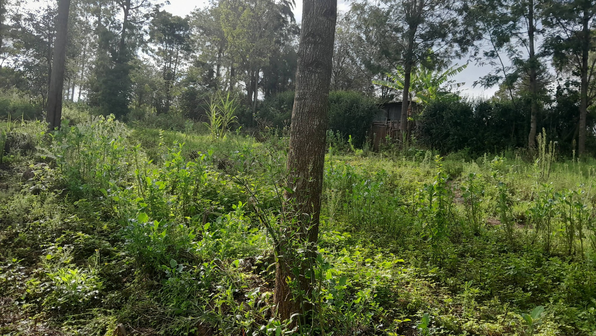 PRIME ¼ ACRE RESIDENTIAL PLOT FOR SALE – MATASIA–NGONG