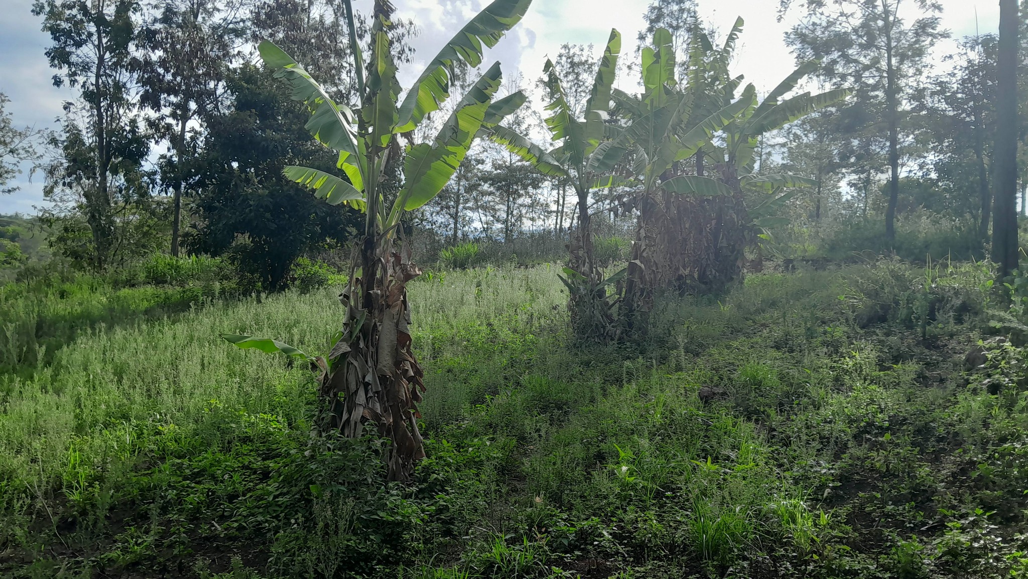 PRIME ¼ ACRE RESIDENTIAL PLOT FOR SALE – MATASIA–NGONG Image