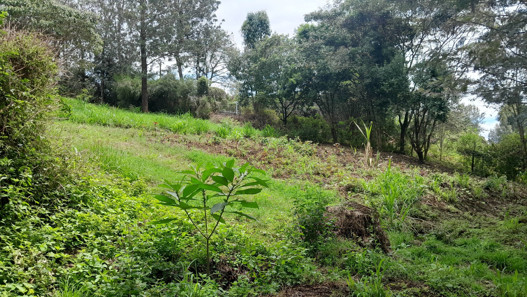 PRIME ⅛ ACRE RESIDENTIAL PLOTS FOR SALE – MATASIA–NGONG