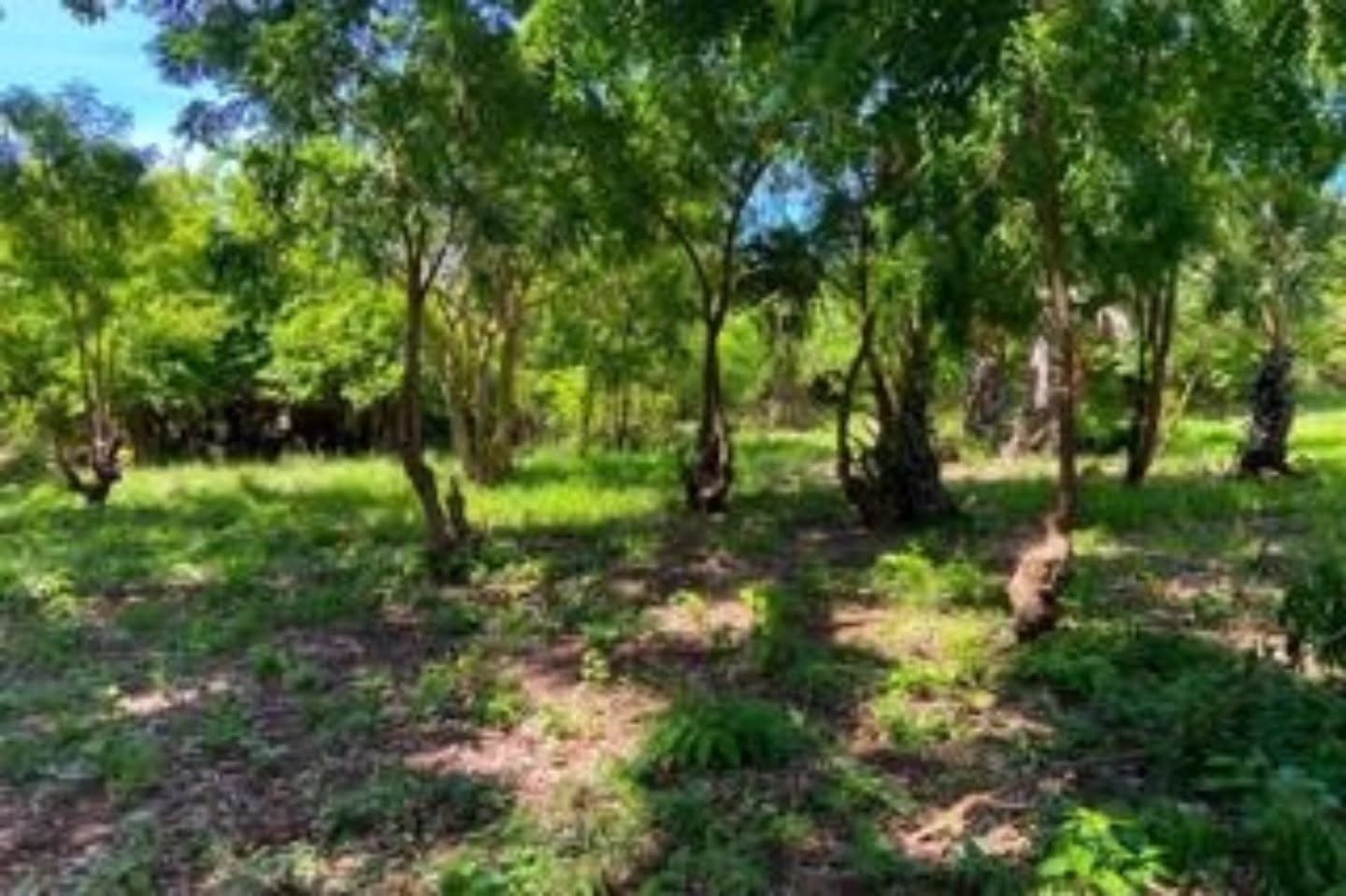 Prime Beachfront Land for Sale – Kuruwitu, Vipingo