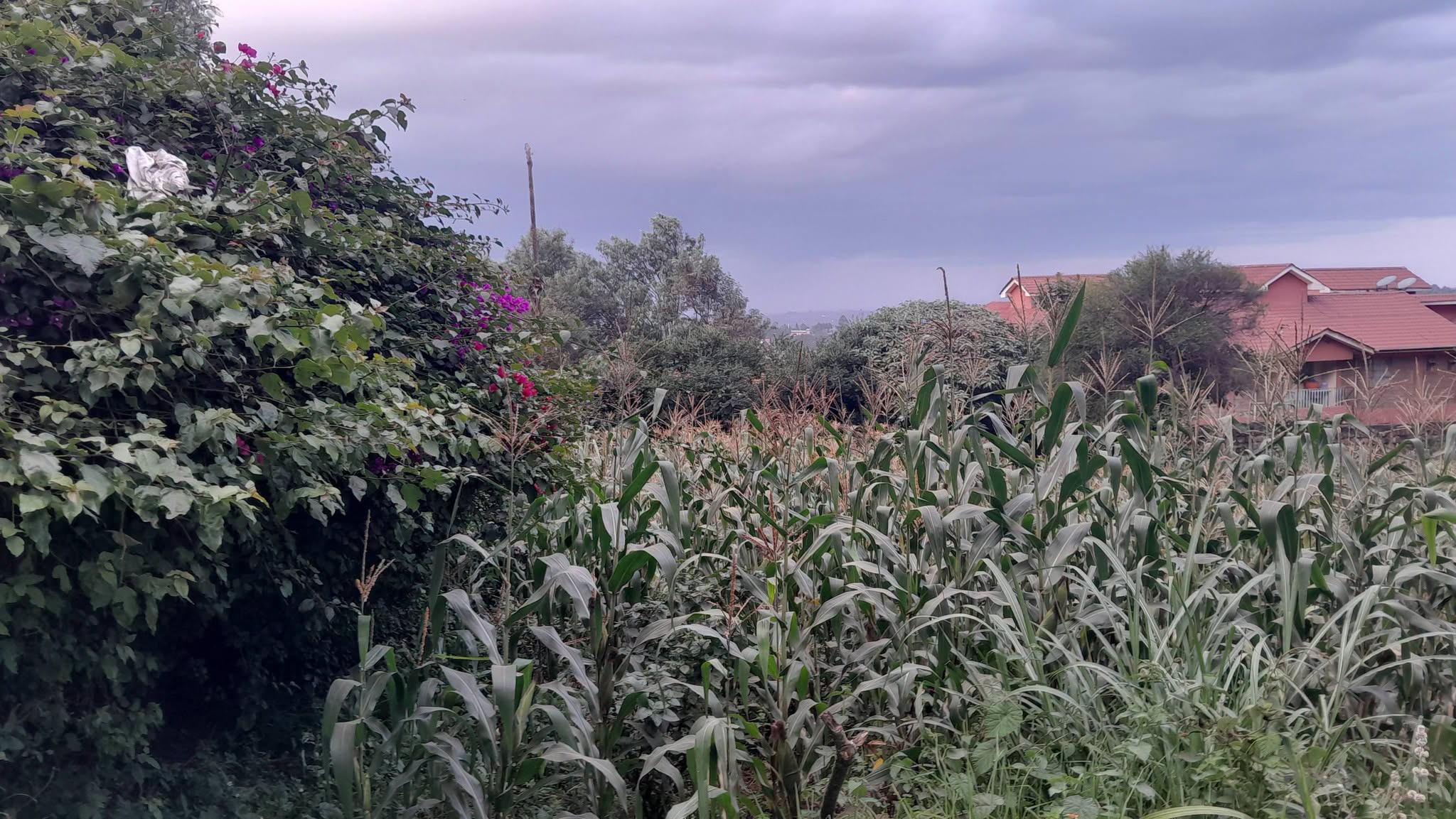 PRIME COMMERCIAL PLOT FOR SALE IN NGONG TOWN