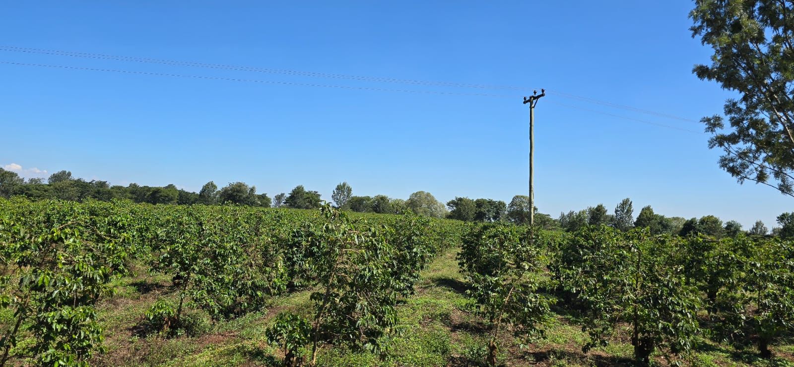 Prime land for sale in Gatanga, Muranga